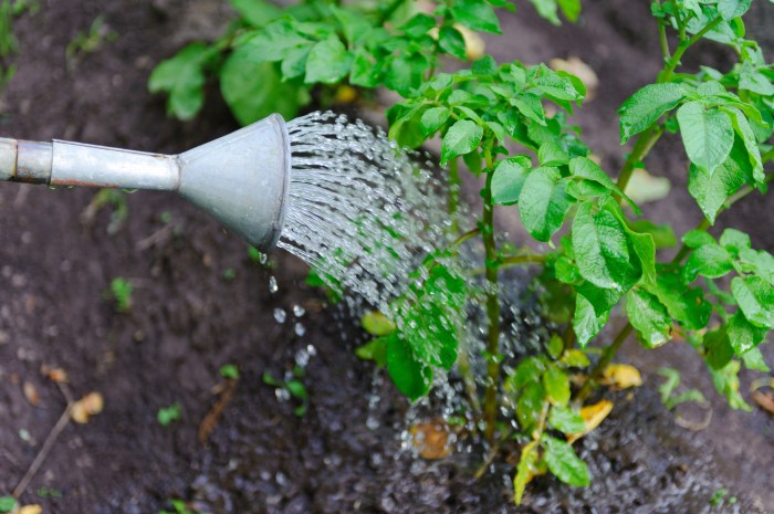 Can you use bottled water for plants