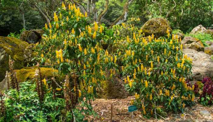 Can you root a shrimp plant in water