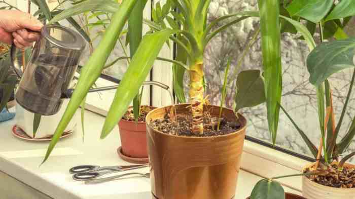 Can yucca plant live in water