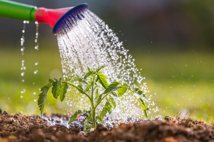 Can you water your plants in the sun