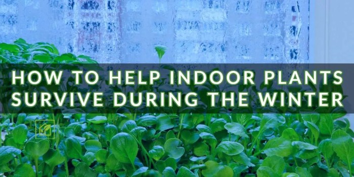 Do indoor plants need more water in winter