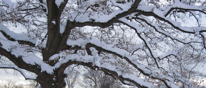 Do i need to water plants in winter