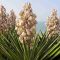 Can Yucca Plants Live in Water?