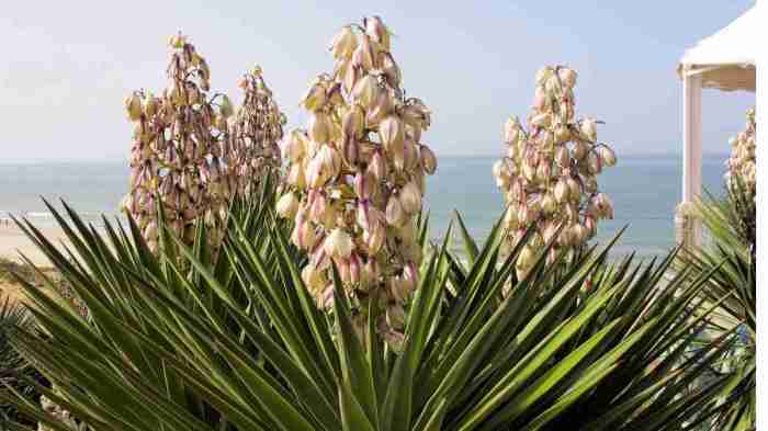 Can yucca plant live in water