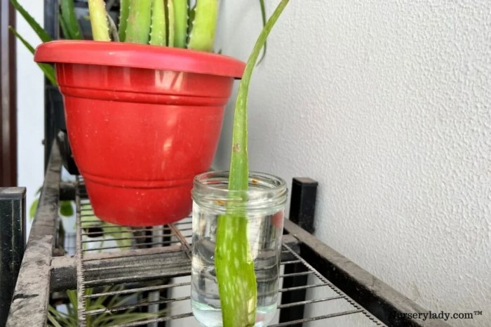 Can you put aloe plant in water