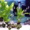 Can You Use Aquarium Water for Plants?