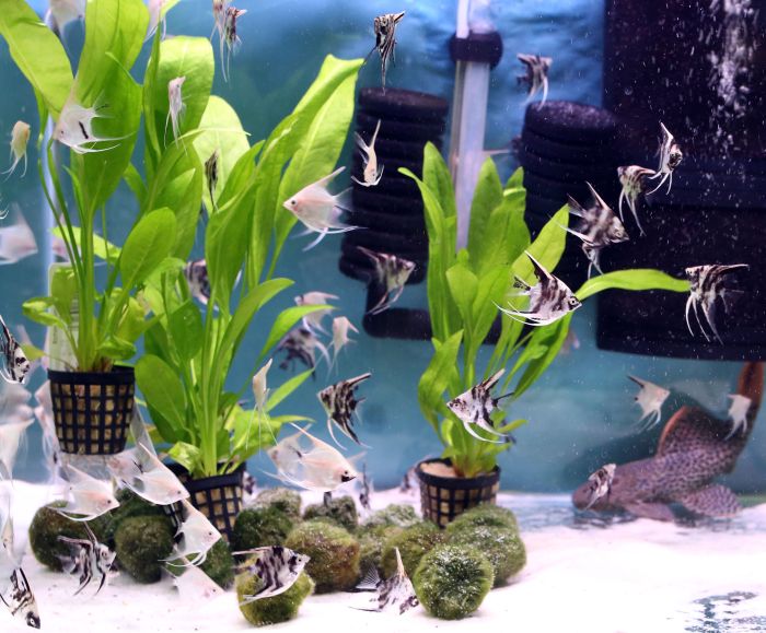 Can you use aquarium water for plants