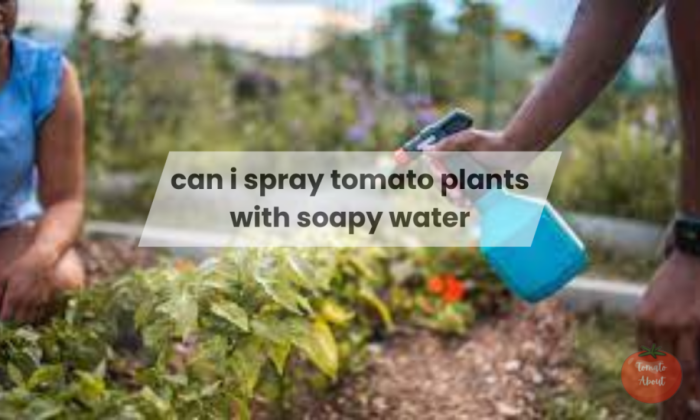 Can you spray soapy water on tomato plants