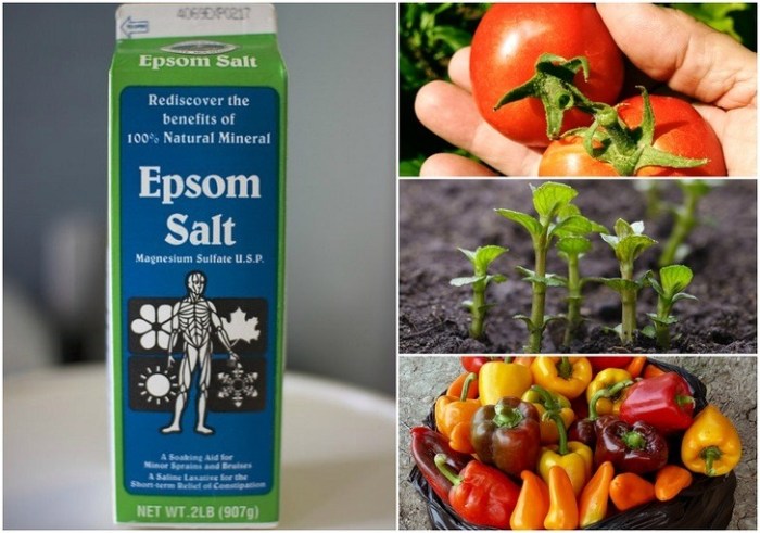 Can you water plants with epsom salt