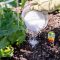 Can You Water Plants With Epsom Salt?