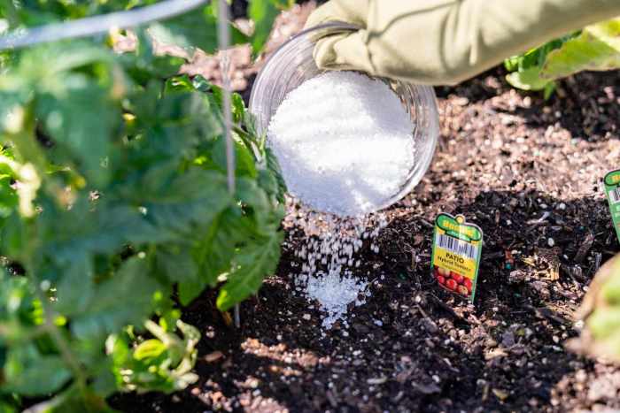 Epsom salts fertilizer