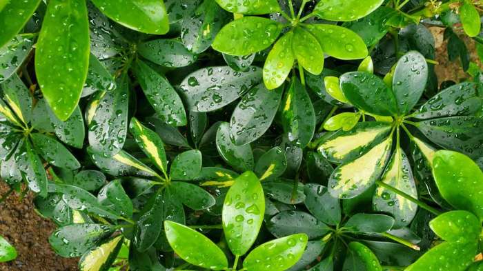 Can you root a schefflera plant in water