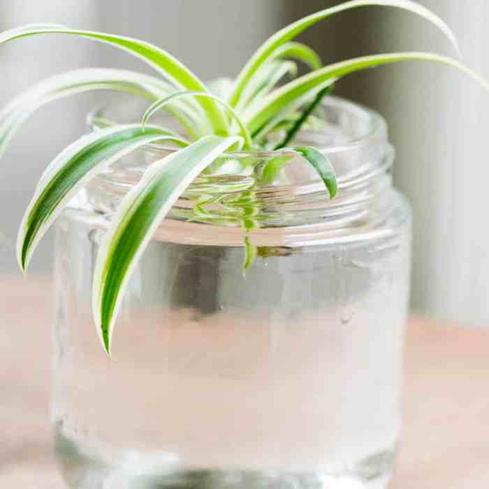 Can you propagate spider plants in water