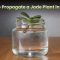 Can You Root Jade Plants in Water?