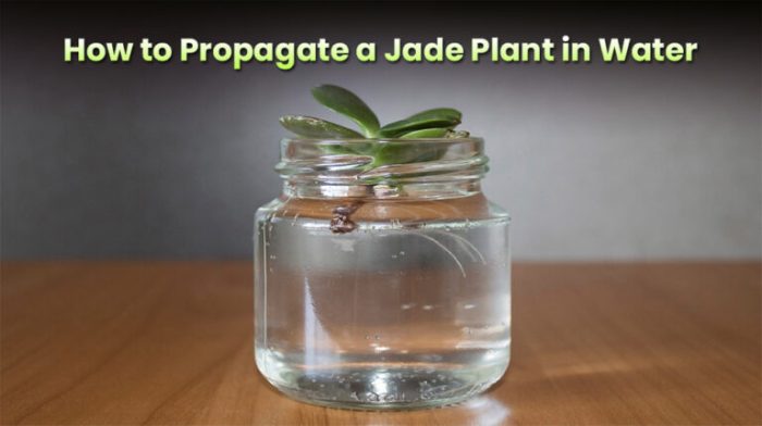 Jade multiply propagation