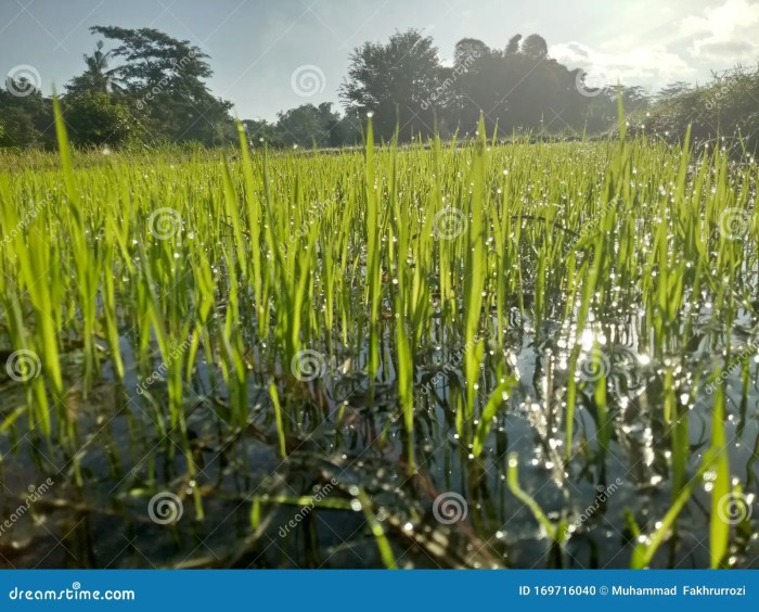 Can you use rice water to water plants