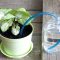 Can You Water Plants During the Day?