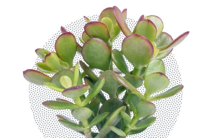 Do jade plants like water