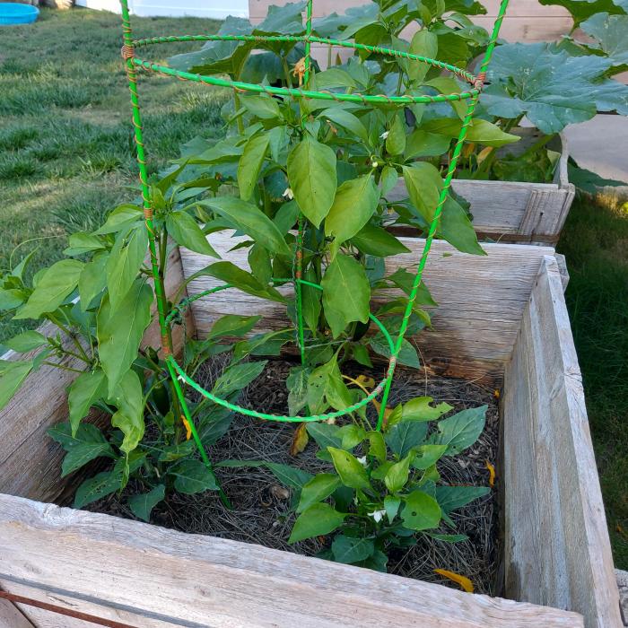 Do jalapeno plants need a lot of water