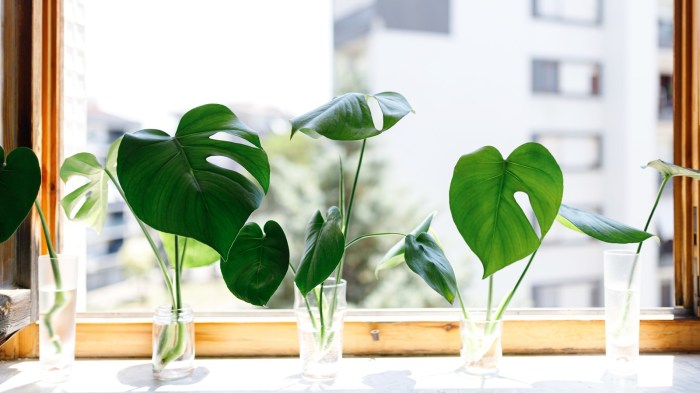 Can you water indoor plants at night