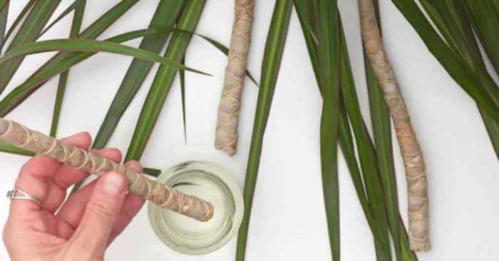 Can you root a corn plant in water