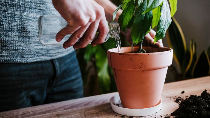 Can you use pasta water to water plants