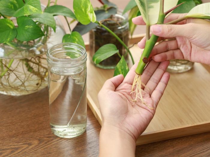 Cuttings plants rooting slickgarden