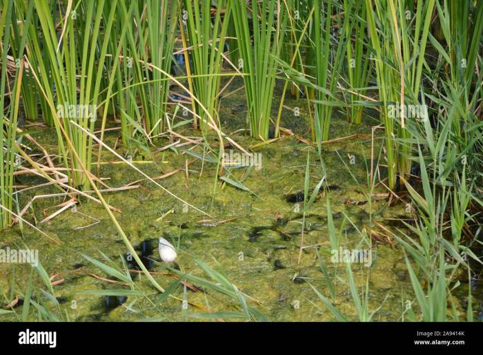 Can you use stagnant water to water plants