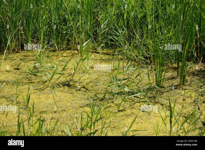 Can you water plants with stagnant water