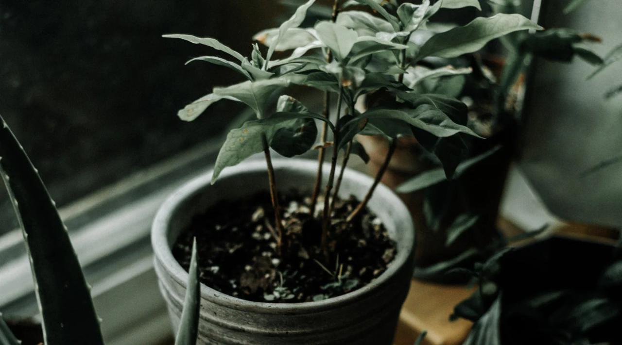 Can you water your plants with coffee