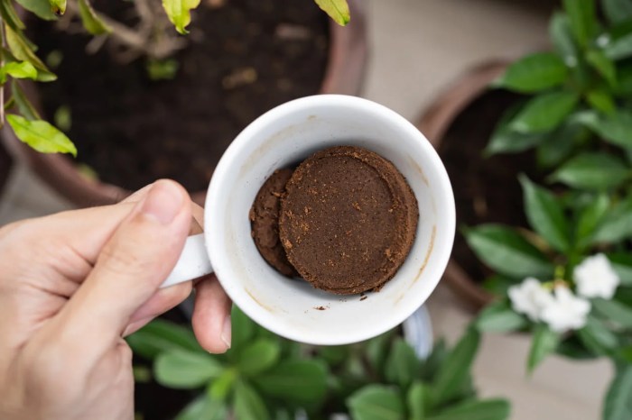 Can you water a plant with coffee