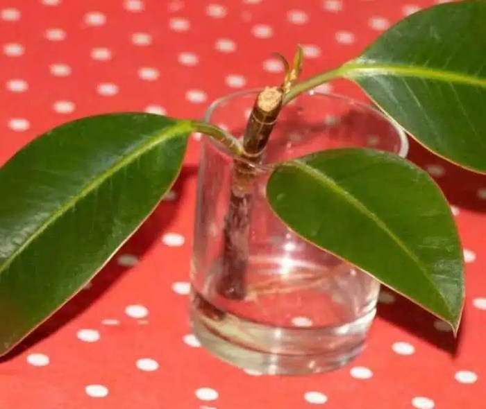 Can you root a rubber plant in water