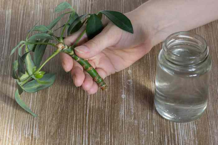 Schefflera cuttings propagation propagating tatiana gorbunova ilgiardino