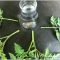 Can You Propagate Tomato Plants in Water?