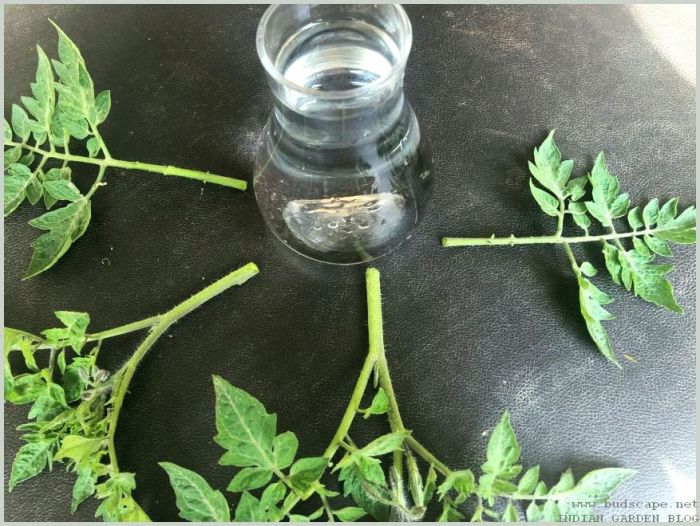 Can you propagate tomato plants in water