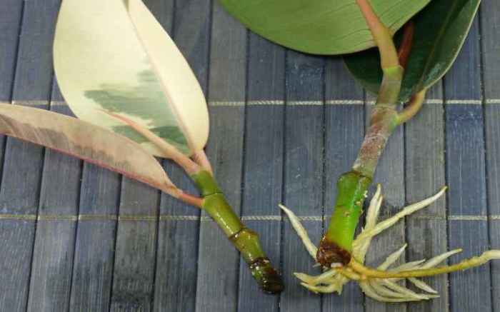 Can you root a rubber plant in water