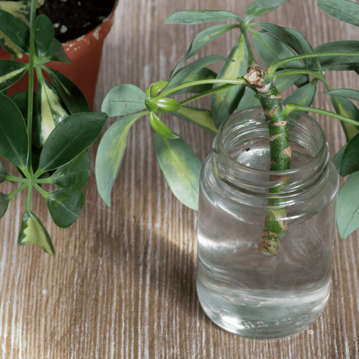 Can you propagate umbrella plant in water