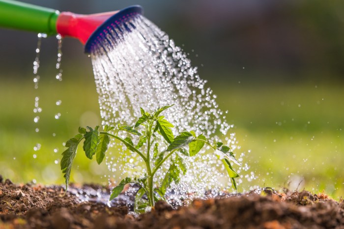 Can you use dishwater to water plants