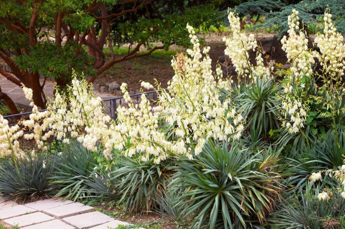 Can yucca plant live in water