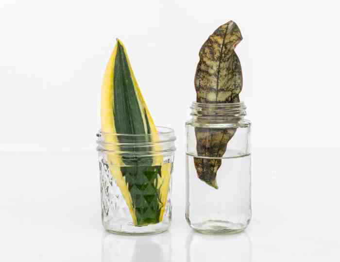 Can you put snake plants in water