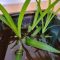 Can You Propagate Spider Plants in Water?