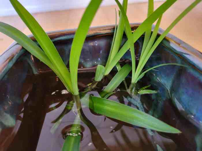 Can you propagate spider plants in water