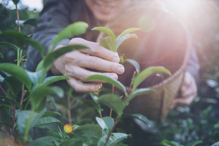 Can you use tea to water plants