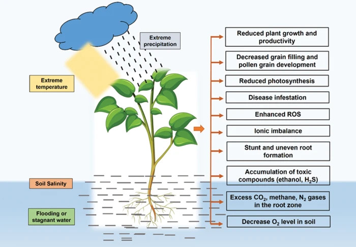 Can you water plants with stagnant water