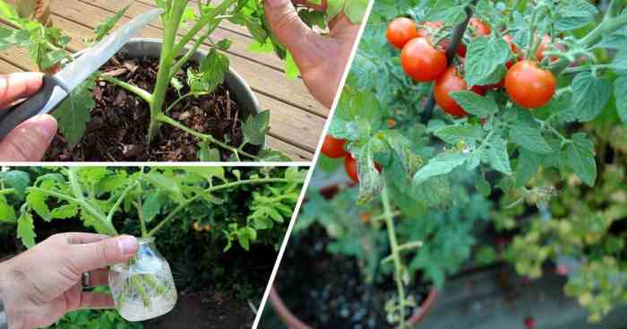 Can you propagate tomato plants in water