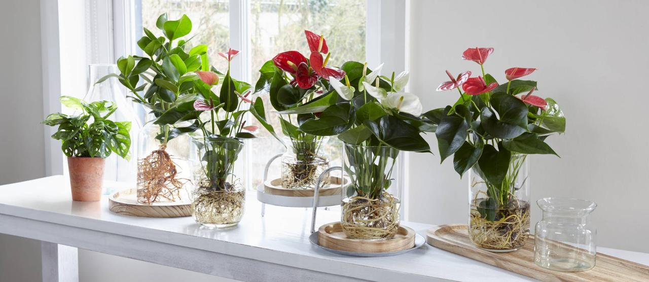 Do indoor plants need water