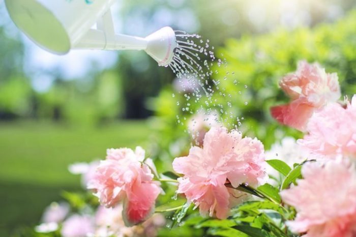 Can you water outdoor plants with softened water