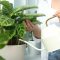 Can You Water House Plants With Soft Water?