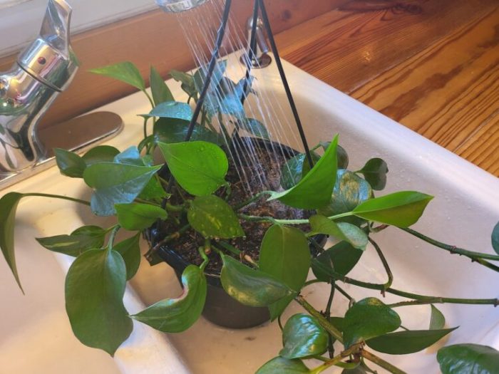 Can you water house plants with soft water