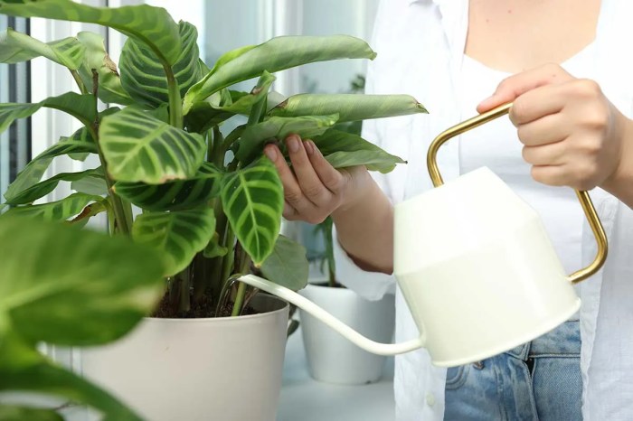 Water when plants indoor houseplants find out read way right